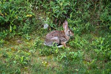 Cute Rabbit Sitting on Green Grass in a Sunny Garden During Spring