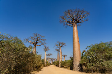Alley of the Baobabs in the daytime