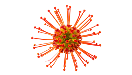 A close-up, isolated, spiky flower with bright red stamens and green center