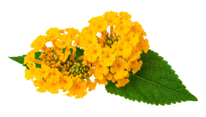 Two clusters of vibrant yellow flowers with green leaves against a black background