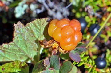  Ripe, bright orange-yellow fruits of the northern cloudberry plant in the autumn polar tundra. Food, sweet berries, amber.
