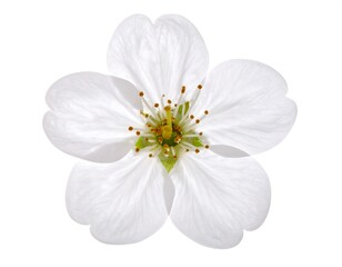 A close-up view of a single, pristine white flower with delicate petals