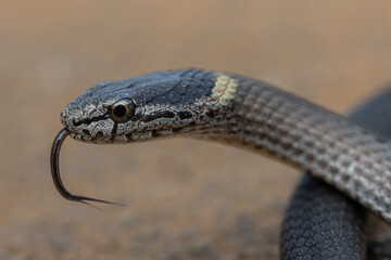 Close up of  Australian Mustard-bellied Snake flickering it's tongue