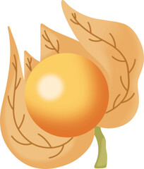 Citrus physalis fruit has brown leaves attached.