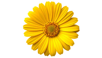 A vibrant, full bloom flower with bright yellow petals radiating from a textured, orange center