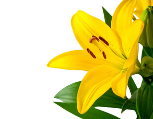 Obraz premium Delicate Yellow Lily and Buds – Minimal Floral Composition PNG