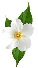Obraz premium A pristine white flower with yellow stamens, nestled between green leaves