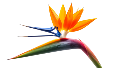 A vibrant Bird of Paradise flower, orange petals with blue accents, stands against a black backdrop