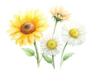 Fototapeta premium Bright Watercolor Sunflower and Daisy Illustration isolated on white background