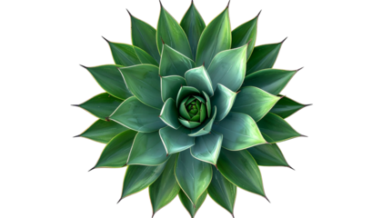 Overhead view of a vibrant green succulent with sharp pointed leaves arranged in a radial pattern