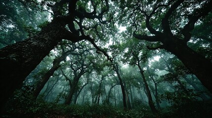 Forest trees reach toward a cloudy sky creating a dense canopy.