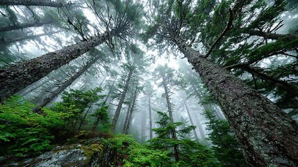 Low angle view of tall trees in a forest with fog.