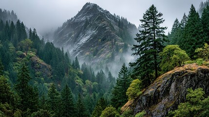 Mountain landscape with evergreen trees and fog.