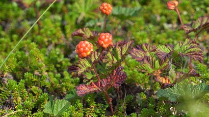 Ripe red fruits of the northern cloudberry plant in the autumn polar tundra.  