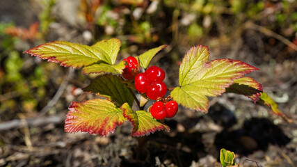Ripe red fruits of the northern cloudberry plant in the autumn polar tundra.  