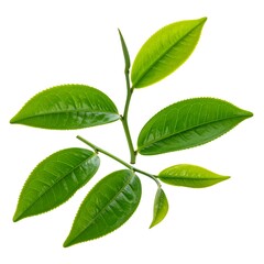 Fototapeta premium Close-up of vibrant green tea leaves on a slender, white stem