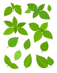 Fototapeta premium Cartoon illustration of fresh green basil leaves, isolated on white