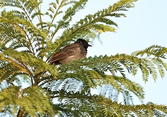 Red vented Bulbul