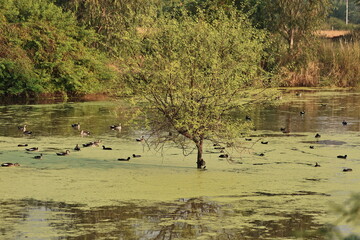 Environment of a Lake