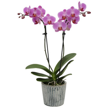 Close-up of a Vibrant pink orchids in a poton isolated white background