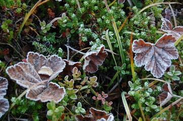 Frost-covered leaves of the northern plant called cloudberry in the autumn polar tundra after the first Frost-covered leaves of the northern plant called cloudberry in the autumn polar tundra after t
