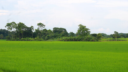 Rice field in the countryside of Bangladesh, Green rice field in Bangladesh