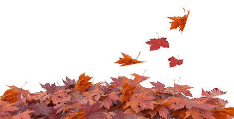 autumn falling leaves yellow brown transparent isolated