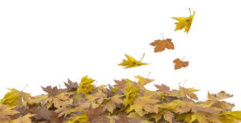 autumn falling leaves yellow brown transparent isolated