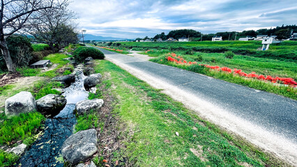 Obraz premium 犬鳴川河川公園のヒガンバナまつり