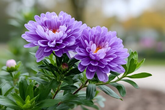 Purple asters blooming in a garden close up