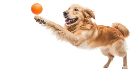 Golden retriever playfully reaching for orange ball against a on transparent background