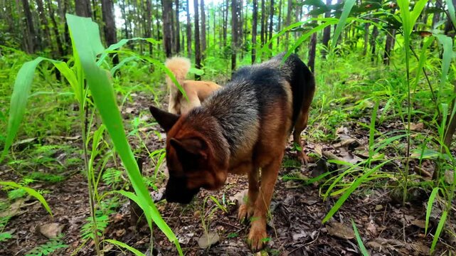 K footage of a German Shepherd and a small gray dog happily exploring a lush green forest, capturing joy, companionship, and the freedom of animals in nature. Perfect for documentaries, lifestyle, tra