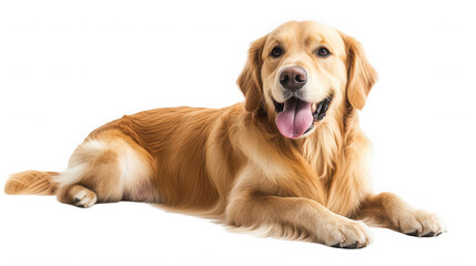 Fototapeta premium Golden retriever dog lying down with its tongue out on transparent background