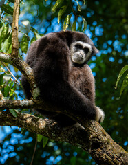 White-cheeked gibbons (Nomascus leucogenys) interacting in the tropical rainforest canopy, showing natural behavior and striking white facial markings amid lush green foliage and blue sky.