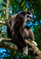 White-cheeked gibbons (Nomascus leucogenys) interacting in the tropical rainforest canopy, showing natural behavior and striking white facial markings amid lush green foliage and blue sky.