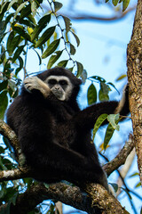 White-cheeked gibbons (Nomascus leucogenys) interacting in the tropical rainforest canopy, showing natural behavior and striking white facial markings amid lush green foliage and blue sky.