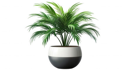 Obraz premium Potted areca palm plant in a modern twotone planter against a on transparent background