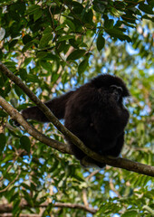 White-cheeked gibbons (Nomascus leucogenys) interacting in the tropical rainforest canopy, showing natural behavior and striking white facial markings amid lush green foliage and blue sky.