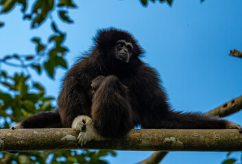 White-cheeked gibbons (Nomascus leucogenys) interacting in the tropical rainforest canopy, showing natural behavior and striking white facial markings amid lush green foliage and blue sky.