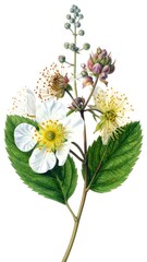 Close-up botanical illustration of white and yellow flowers, green leaves