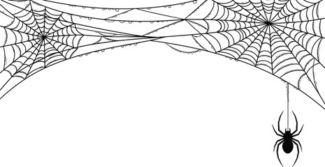 Black spider and torn web. Scary spiderweb of halloween symbol