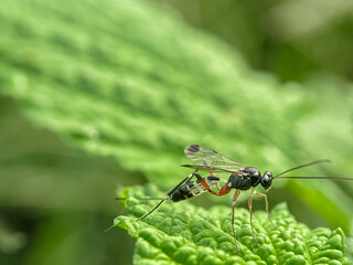 iClose-up view of an ichneumon wasp, a parasitic insect that controls insect pests. The wasp is perched on a green leaf. 
