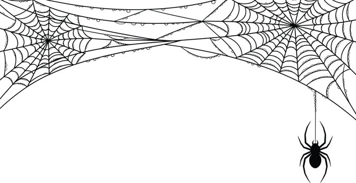 Black spider and torn web. Scary spiderweb of halloween symbol