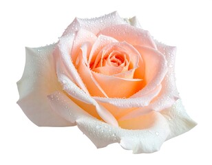 Close-up of a peach-colored rose with water droplets