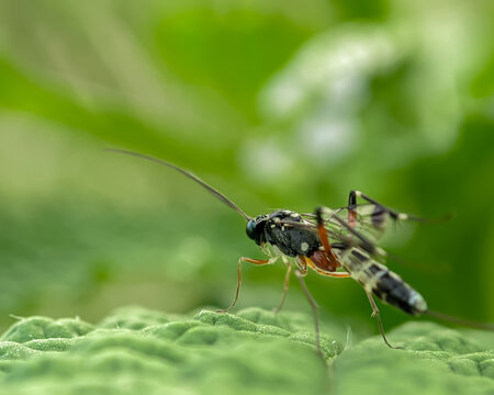 iClose-up view of an ichneumon wasp, a parasitic insect that controls insect pests. The wasp is perched on a green leaf. 