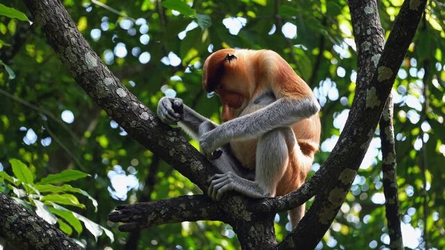 A proboscis monkey perched on a tree branch, captured from a low-angle. The lush green foliage adds depth, ideal for a wildlife video theme.