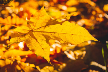 Yellow autumn leaves on tree glow brightly in sun's rays..