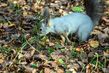 a young grey squirrel in an autumn birch forest