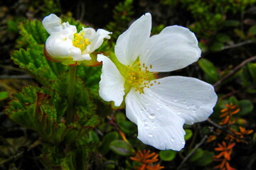  White flowers of a northern plant called cloudberry in the summer polar tundra.