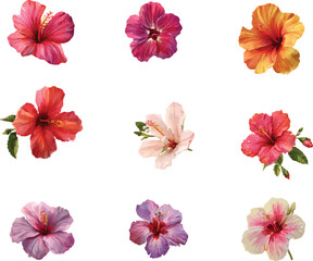 watercolor collection of flowers